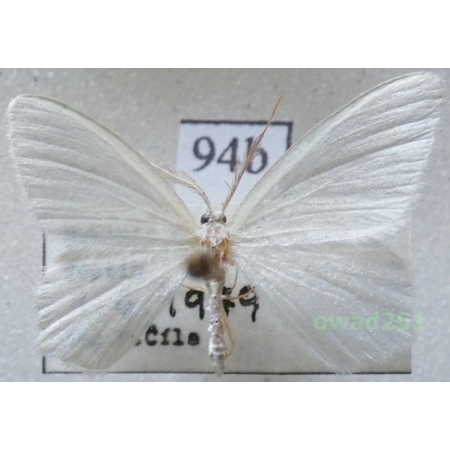 Jodis putata (Linnaeus, 1758) Czech94b